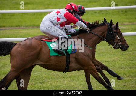 Zwei Rennen Pferde und Jockeys konkurrieren für Position auf der Strecke Stockfoto