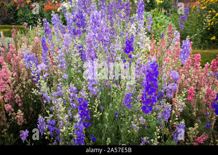 Larkspur Pflanzen in verschiedenen Farben in einem Blumenbeet Stockfoto