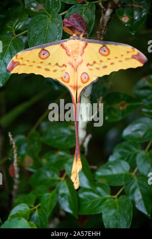 Nahaufnahme eines Kometen Motte (Argema mittrei) auf einem Zweig, Andasibe-Mantadia Nationalpark, Madagaskar Stockfoto