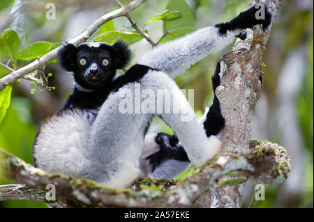 (Indri Indri indri Lemuren) sitzt auf einem Baum, Andasibe-Mantadia Nationalpark, Madagaskar Stockfoto