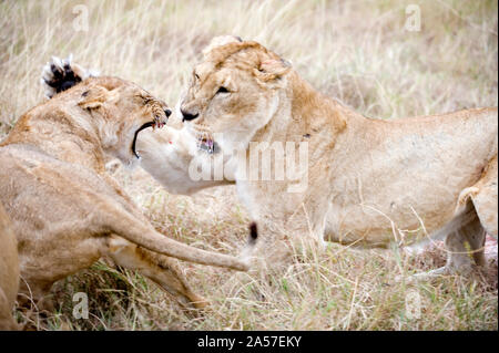 Löwe und ein junger Löwe (Panthera leo) kämpfen, in einem Wald, Ngorongoro Krater, Ngorongoro, Tansania Stockfoto