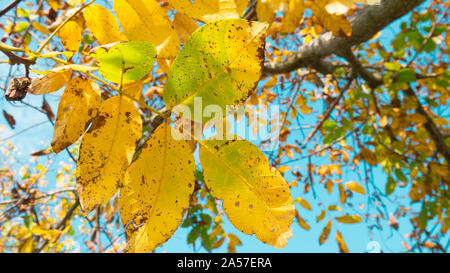 Walnuss Baum im Herbst. Leuchtend gelbe Nussbaum Blätter gegen blauen Himmel. Stockfoto