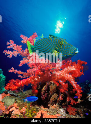 Orange-Lined Drückerfische (Balistapus undulatus) und weichen Korallen im Meer Stockfoto