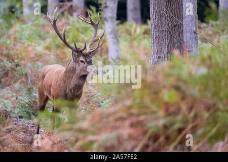 Roter Hirsch mit Geweih, im Herbst in der Landschaft in der Nähe von Burley, New Forest, Hampshire fotografiert. Stockfoto