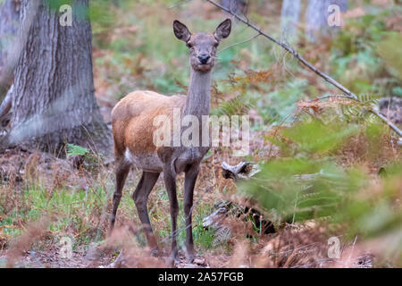 Junge Hirsche im Herbst in der Landschaft in der Nähe von Burley, New Forest, Hampshire fotografiert. Stockfoto