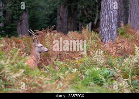 Junge Hirsche im Herbst in der Landschaft in der Nähe von Burley, New Forest, Hampshire fotografiert. Stockfoto