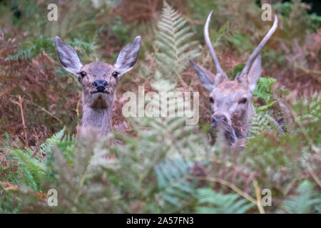 Junge Hirsche im Herbst in der Landschaft in der Nähe von Burley, New Forest, Hampshire fotografiert. Stockfoto