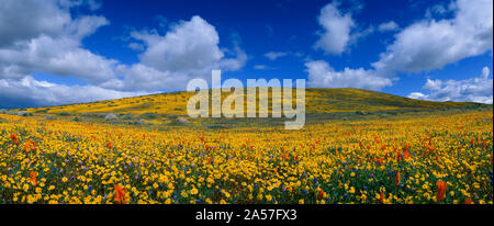 Kalifornien goldenen Mohn (Eschscholzia californica) blühen, Antelope Valley California Poppy Reserve, Antelope Valley, Kalifornien, USA Stockfoto