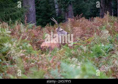 Junge Hirsche im Herbst in der Landschaft in der Nähe von Burley, New Forest, Hampshire fotografiert. Stockfoto