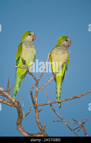 Paar Mönch Sittiche (Myiopsitta monachus) hocken auf einem Zweig, drei Brüder Fluss, Konferenz der Gewässer State Park, Pantanal Feuchtgebiet, Brasilien Stockfoto