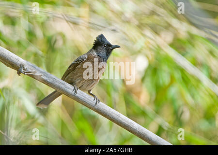 Red-Vented bulbul (Pycnonotus cafer) hocken auf einem Baum, Bandhavgarh Nationalpark, Umaria Bezirk, Madhya Pradesh, Indien Stockfoto