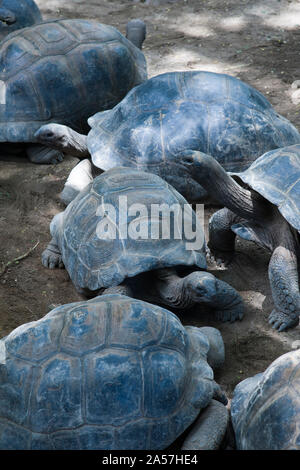 Hohe Betrachtungswinkel der Riesenschildkröte (Aldabrachelys elephantina) in einem botanischen Garten, Victoria, Mahe Island, Seychellen Stockfoto