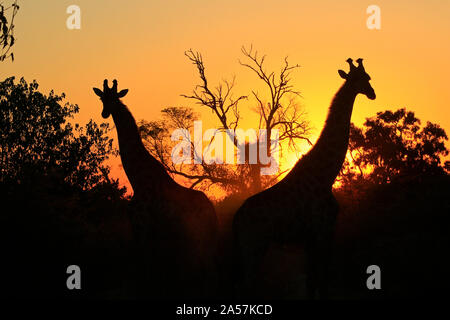 Giraffen im Moremi Game Reserve, Okavango Delta, Botswana Stockfoto