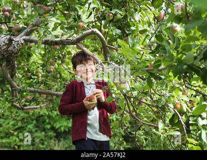 Junge lächelte, als er Äpfel aus nimmt von einem Apfelbaum. Stockfoto