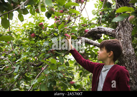 Jungen, die einen reifen Apfel aus von einem Apfelbaum. Stockfoto