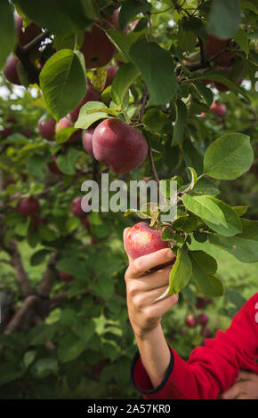Nahaufnahme der Hand des Kindes Kommissionierung ein roter Apfel aus von einem Apfelbaum. Stockfoto