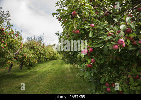 Rote Äpfel auf einem Apfelbaum in einem Apple Orchard Reif. Stockfoto