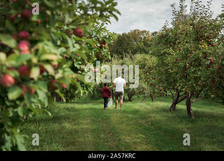 Vater und Sohn gehen durch einen Apple Orchard im Herbst zusammen. Stockfoto