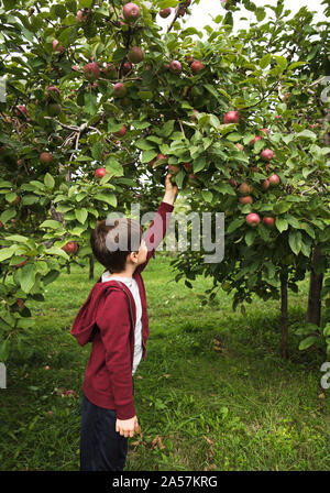 Jungen, die einen reifen Apfel aus von einem Apfelbaum. Stockfoto