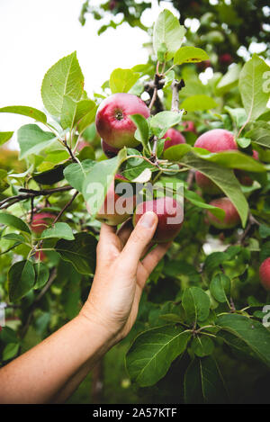 Nahaufnahme einer Hand Kommissionierung ein Apfel von einem Baum in einem Obstgarten. Stockfoto