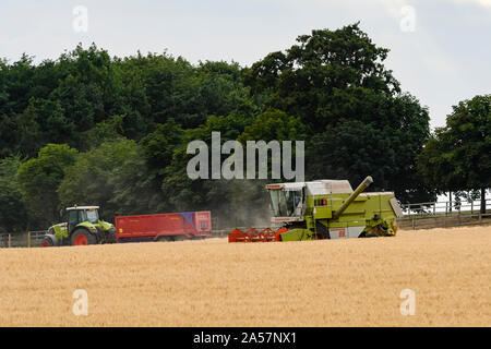 2 landwirtschaftlichen Maschinen (Mähdrescher & Abschleppen des Schleppers Anhänger) beschäftigt, arbeiten zusammen im Weizenfeld bei der Ernte - England, GB, UK. Stockfoto