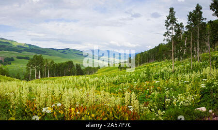 Aspen Bäumen und Wildblumen am Hang, Crested Butte, Elbert County, Colorado, USA Stockfoto