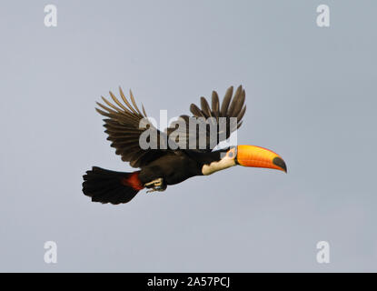 Riesentukan (Ramphastos toco) im Flug, Brasilien Stockfoto