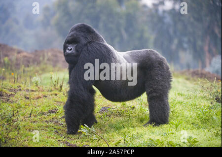 Berggorilla (Gorilla beringei beringei) Silverback, Ruanda Stockfoto