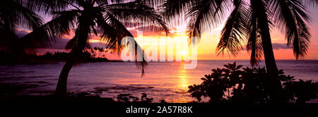 Palmen an der Küste, die Kohala Küste, Big Island, Hawaii, USA Stockfoto