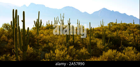 Saguaro Kaktus mit Gebirge im Hintergrund, Santa Catalina Mountains, Bumblebee Canyon, Tucson, Arizona, USA Stockfoto