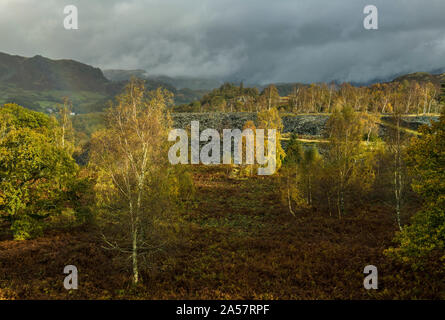 Silber Birken im Herbst Hodge schließen Steinbruch in der Nähe von Coniston im Lake District National Park Cumbria Stockfoto