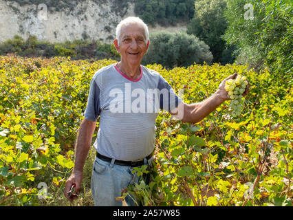 Evelthon eine zypriotische Bauern wählt seine organischen Trauben in einem Weinberg in der Region Paphos Zypern. Stockfoto