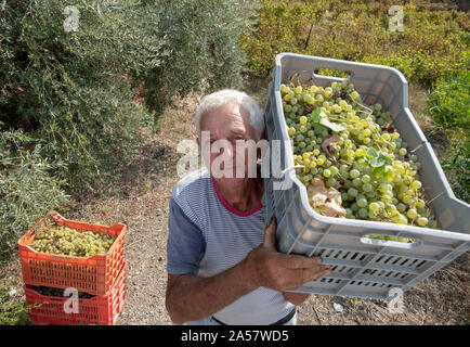 Evelthon eine zypriotische Bauern wählt seine organischen Trauben in einem Weinberg in der Region Paphos Zypern. Stockfoto