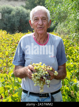 Evelthon eine zypriotische Bauern wählt seine organischen Trauben in einem Weinberg in der Region Paphos Zypern. Stockfoto