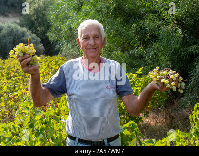 Evelthon eine zypriotische Bauern wählt seine organischen Trauben in einem Weinberg in der Region Paphos Zypern. Stockfoto