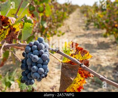 Mavro-Trauben in einem Weinberg in der Nähe von Amargeti, Region Paphos, Zypern. Stockfoto