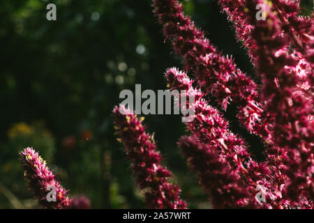 Amaranth ist als Blatt Gemüse, Getreide und Zierpflanzen in Südamerika angebaut. Amaranth Samen sind reich an Proteinen und Aminosäuren Stockfoto