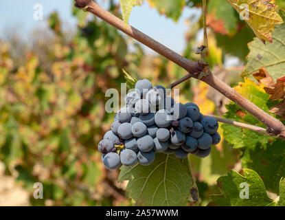 Mavro-Trauben in einem Weinberg in der Nähe von Amargeti, Region Paphos, Zypern. Stockfoto