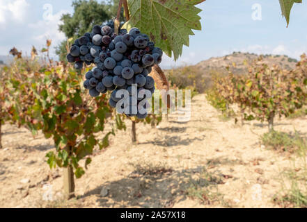 Mavro-Trauben in einem Weinberg in der Nähe von Amargeti, Region Paphos, Zypern. Stockfoto