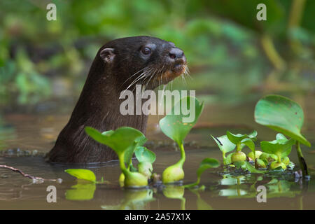 Neotropischer Fischotter (Lontra longicaudis), Pantanal Feuchtgebiet, Brasilien Stockfoto