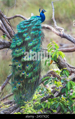 Peacock hocken auf einem Zweig, Kanha Nationalpark, Madhya Pradesh, Indien Stockfoto