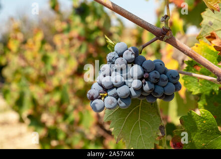 Mavro-Trauben in einem Weinberg in der Nähe von Amargeti, Region Paphos, Zypern. Stockfoto