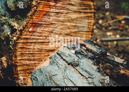 Trank einen alten Baum. Ein Apple. Der Holzverarbeitung. Textur. Stockfoto
