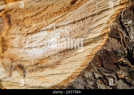Trank einen alten Baum. Ein Apple. Der Holzverarbeitung. Textur. Stockfoto