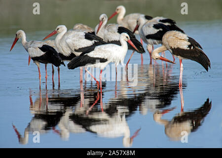 Weißstörche (Ciconia ciconia) in einem See, Ndutu, Ngorongoro Conservation Area, Tansania Stockfoto