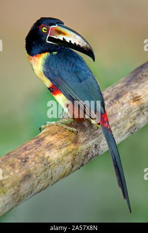 Collared Aracari (Pteroglossus torquatus) hocken, Sarapiqui, Costa Rica Stockfoto