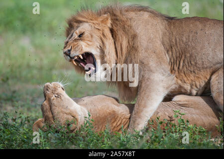 Afrikanische Löwen (Panthera leo) kämpfen, Ndutu, Ngorongoro Conservation Area, Tansania Stockfoto