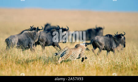 Gepard (Acinonyx jubatus) jagen Gnus, Tansania Stockfoto