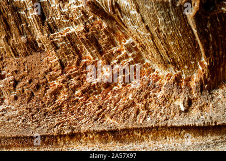 Trank einen alten Baum. Ein Apple. Der Holzverarbeitung. Textur. Stockfoto