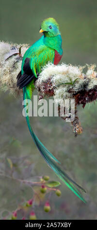 Glänzende Quetzal (Pharomachrus mocinno), Savegre, Costa Rica Stockfoto